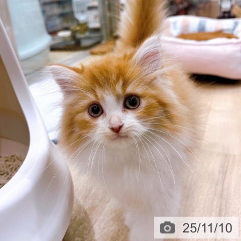 ラガマフィンの写真