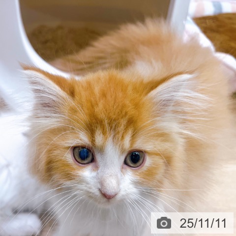 ラガマフィンの写真