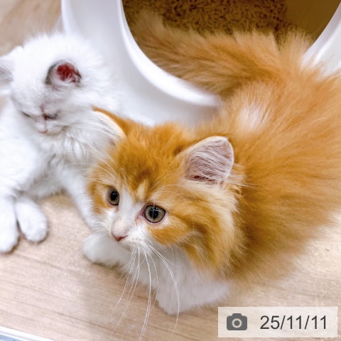 ラガマフィンの写真