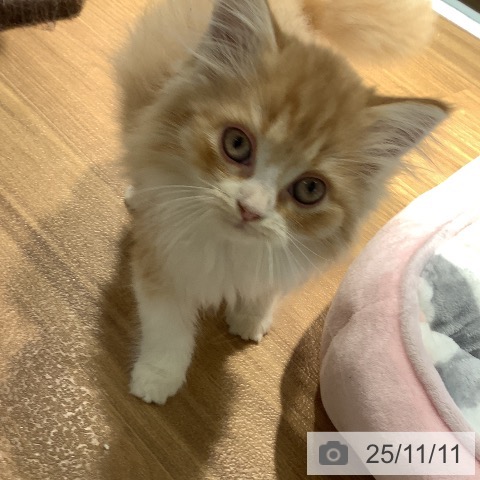 ラガマフィンの写真