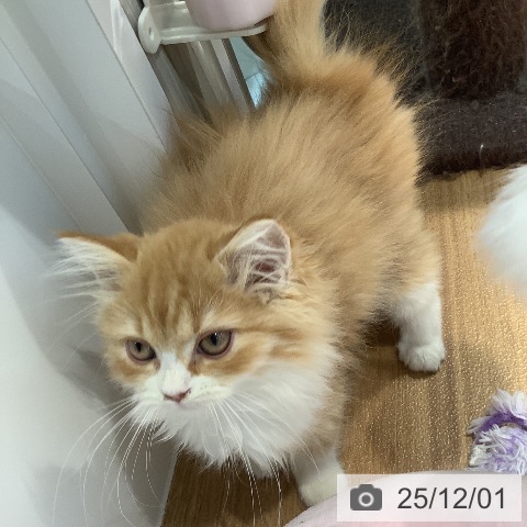 大阪府のラガマフィン (ペットプラス りんくう泉南店/2025年8月27日生まれ/女の子/レッドタビーホワイト)の子猫の4枚目の画像