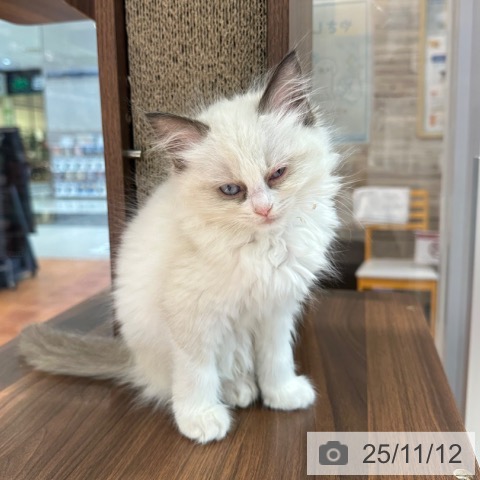 ラグドールの写真