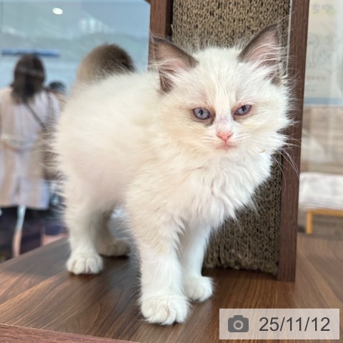 ラグドールの写真