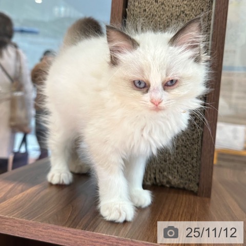 ラグドールの写真