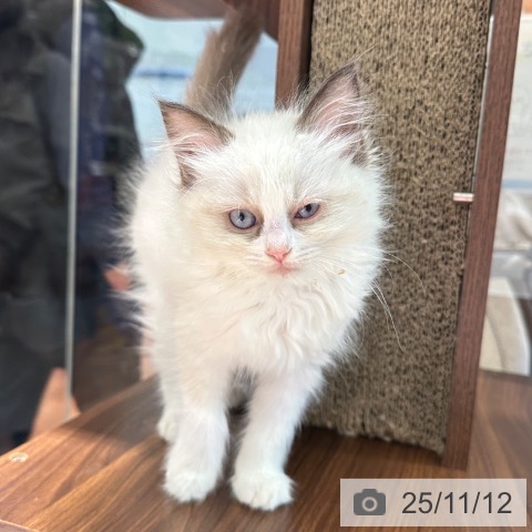 ラグドールの写真