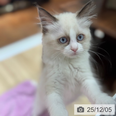 大阪府のラグドール (ペットプラス 四條畷店/2025年9月10日生まれ/女の子/シールポイントバイカラー)の子猫の3枚目の画像