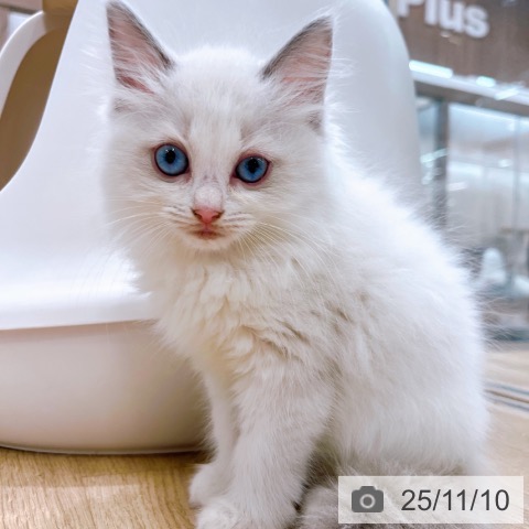 ラグドールの写真