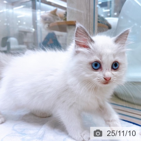 ラグドールの写真