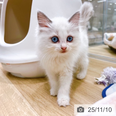 ラグドールの写真