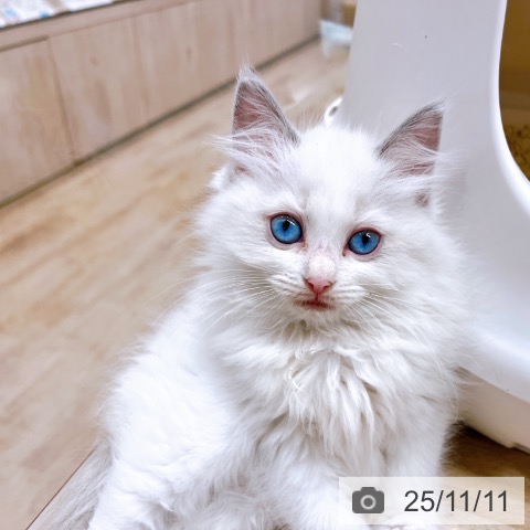 ラグドールの写真