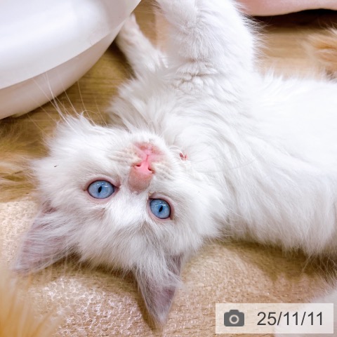 ラグドールの写真