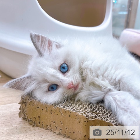 大阪府のラグドール (ペットプラス イオン大日店/2025年9月10日生まれ/女の子/ブルーポイントバイカラー)の子猫の3枚目の画像