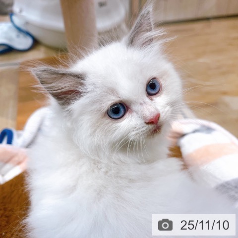 ラグドールの写真