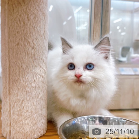 ラグドールの写真