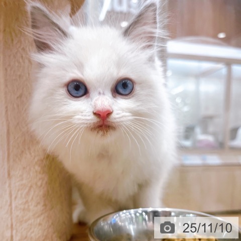 ラグドールの写真