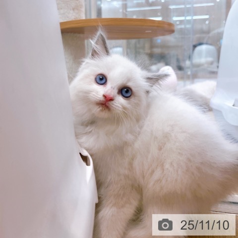 ラグドールの写真