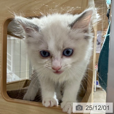 兵庫県のラグドール (ペットプラス 神戸三宮店/2025年9月10日生まれ/男の子/ブルーポイントバイカラー)の子猫の4枚目の画像