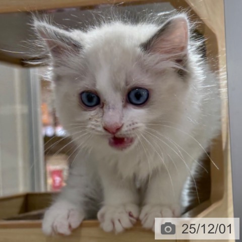 兵庫県のラグドール (ペットプラス 神戸三宮店/2025年9月10日生まれ/男の子/ブルーポイントバイカラー)の子猫の3枚目の画像