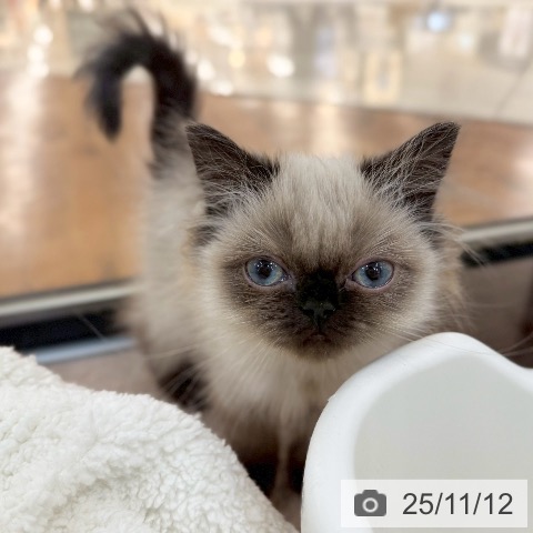 ヒマラヤンの写真