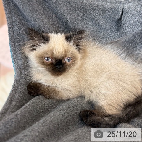 京都府のヒマラヤン (ペットプラス 醍醐店/2025年8月27日生まれ/女の子/シールポイント)の子猫の4枚目の画像