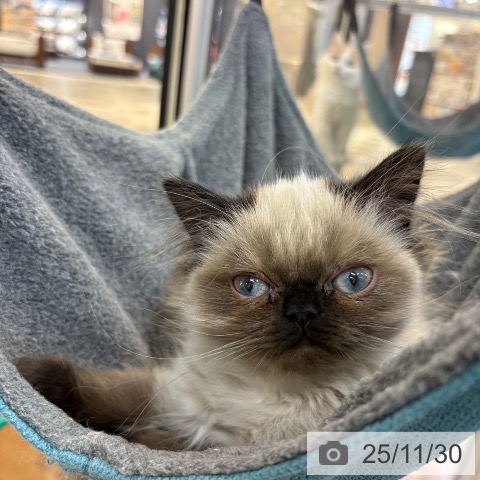 京都府のヒマラヤン (ペットプラス 醍醐店/2025年8月27日生まれ/女の子/シールポイント)の子猫の3枚目の画像