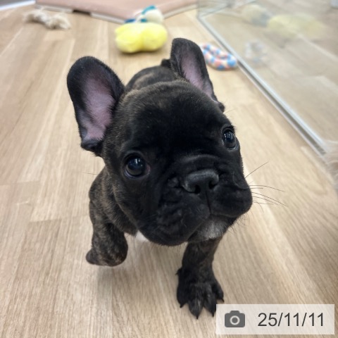 フレンチ・ブルドッグの写真