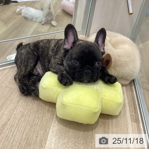 大阪府のフレンチブルドッグ (ペットプラス りんくう泉南店/2025年8月29日生まれ/男の子/ブリンドル)の子犬の4枚目の画像