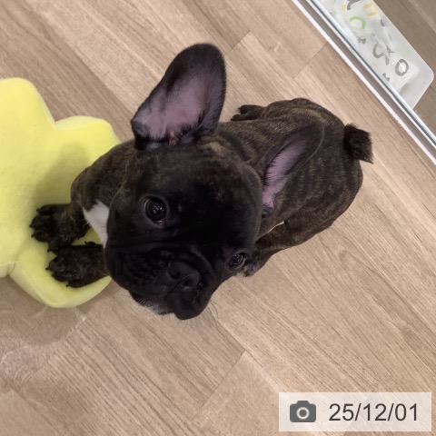 大阪府のフレンチブルドッグ (ペットプラス りんくう泉南店/2025年8月29日生まれ/男の子/ブリンドル)の子犬の3枚目の画像