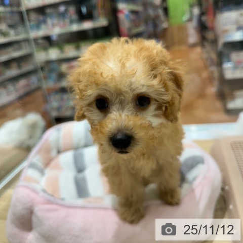 トイ・プードルの写真