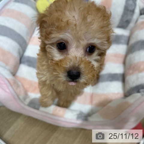 トイ・プードルの写真