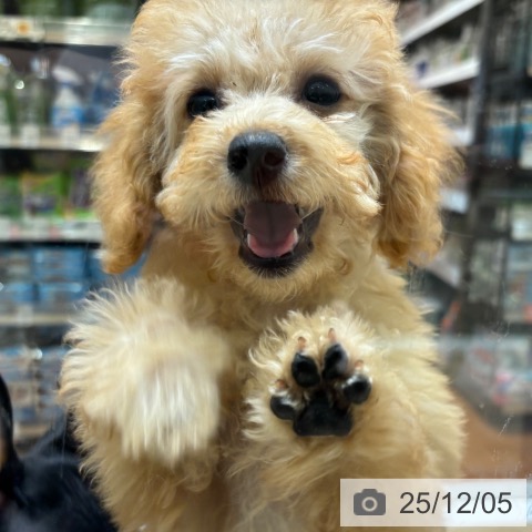 大阪府のトイプードル(トイ) (ペットプラス 四條畷店/2025年8月30日生まれ/女の子/アプリコット)の子犬の4枚目の画像