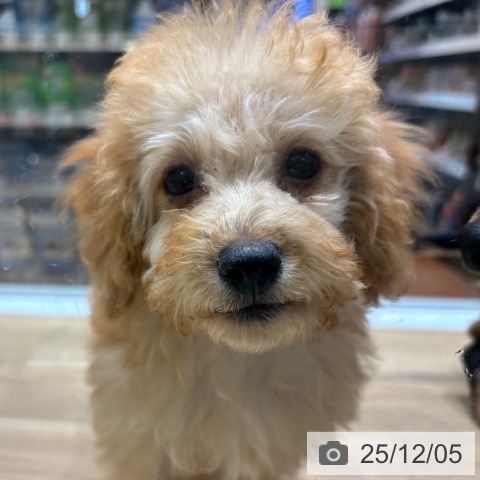 大阪府のトイプードル(トイ) (ペットプラス 四條畷店/2025年8月30日生まれ/女の子/アプリコット)の子犬の3枚目の画像