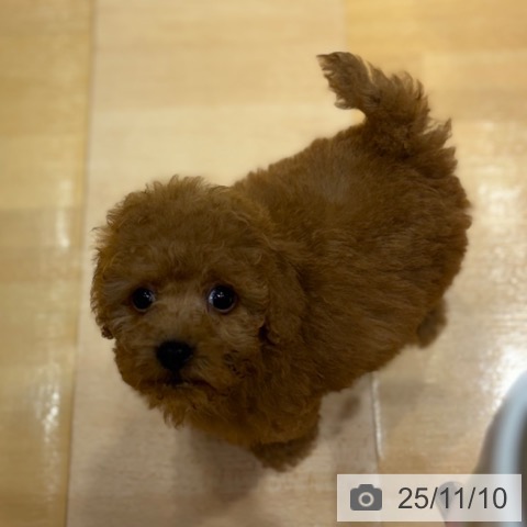 トイ・プードルの写真