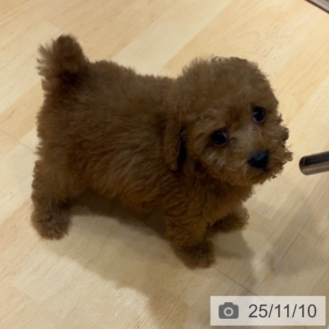 トイ・プードルの写真