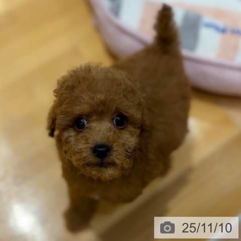 トイ・プードルの写真