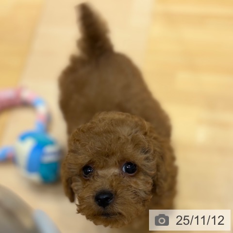 トイ・プードルの写真