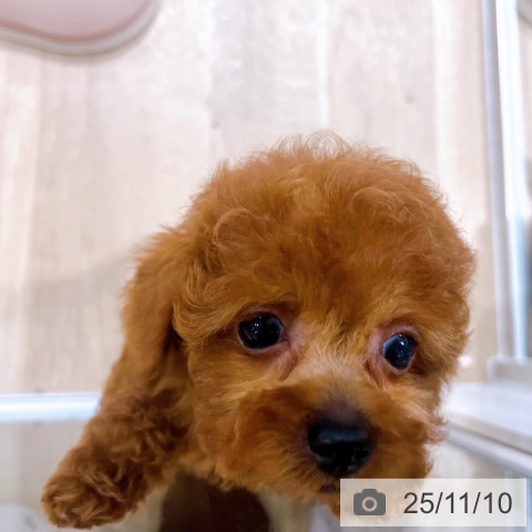 トイ・プードルの写真