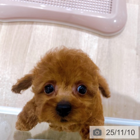 トイ・プードルの写真