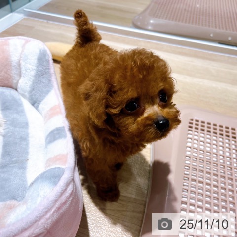 トイ・プードルの写真