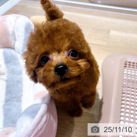 トイ・プードルの写真