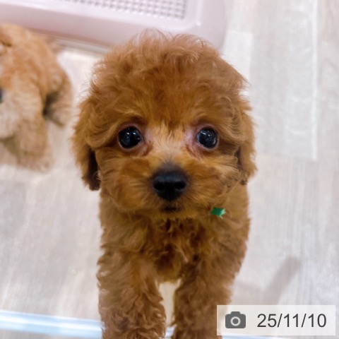 トイ・プードルの写真