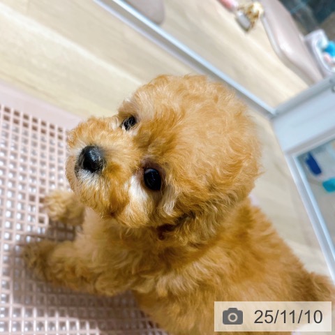 トイ・プードルの写真