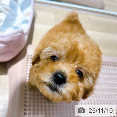 トイ・プードルの写真