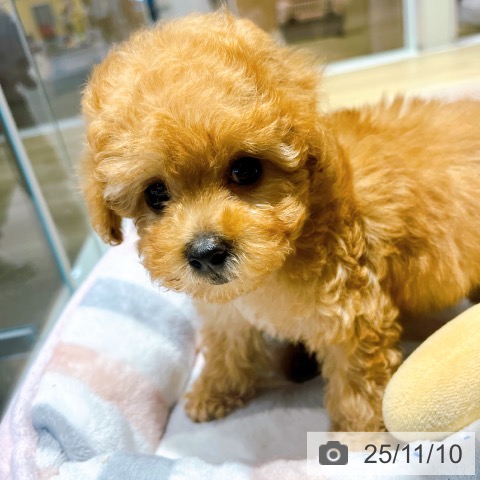 トイ・プードルの写真