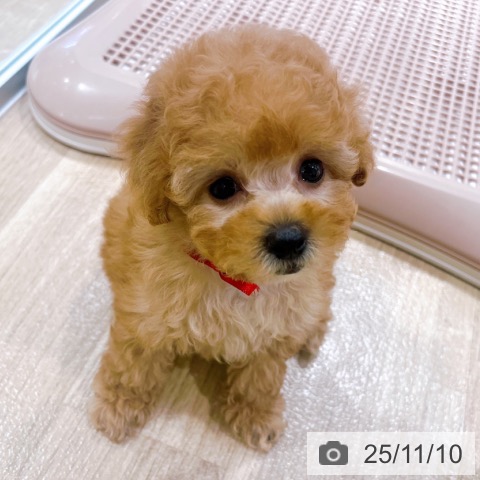 トイ・プードルの写真