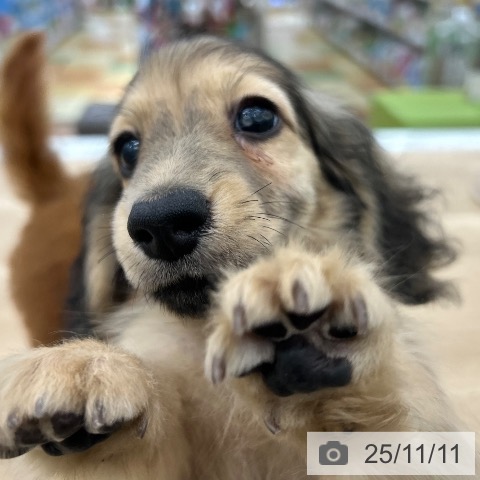 ミニチュア・ダックスフンドの写真