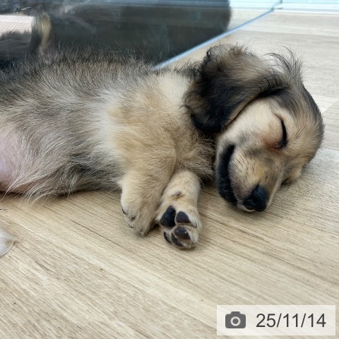 ミニチュア・ダックスフンドの写真