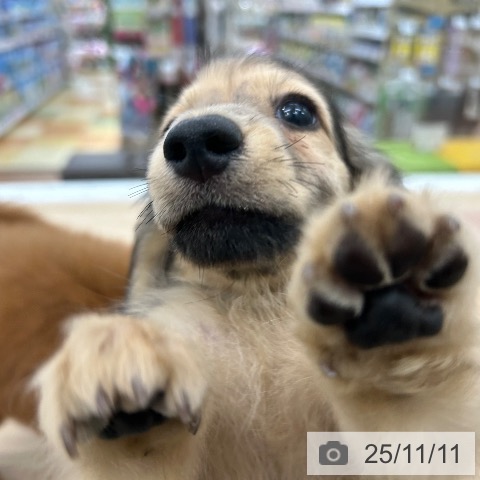 大阪府のミニチュアダックスフンド(ロング) (ペットプラス 松原店/2025年9月10日生まれ/男の子/シェーデットイエロー)の子犬の4枚目の画像