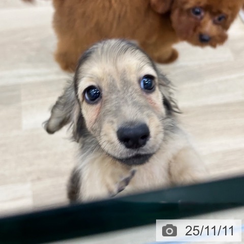 ミニチュア・ダックスフンドの写真