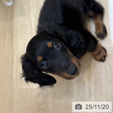 京都府のカニンヘンダックスフンド(ロング) (ペットプラス 久御山店/2025年9月10日生まれ/男の子/ブラックタン)の子犬の4枚目の画像